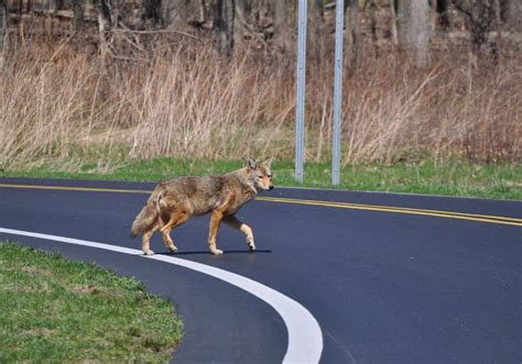 What to do if you see coyote Toronto?