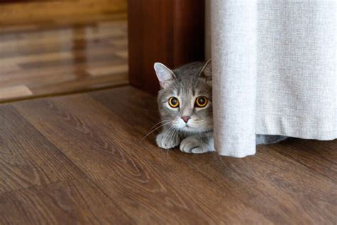 What to do if your cat doesn't come home?