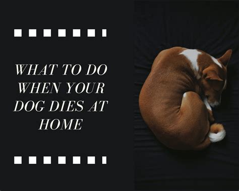 What to do if your dog dies overnight?