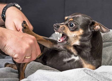 What to do if your dog is snapping at you?