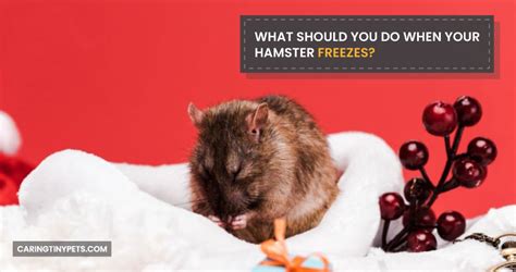 What to do if your hamster freezes?