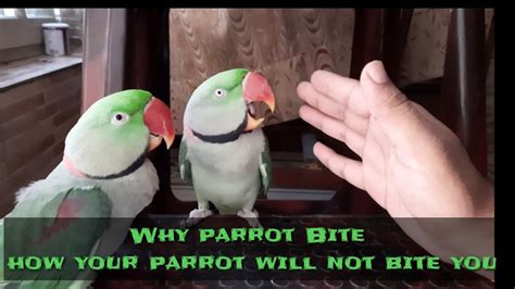 What to do if your parrot attacks you?