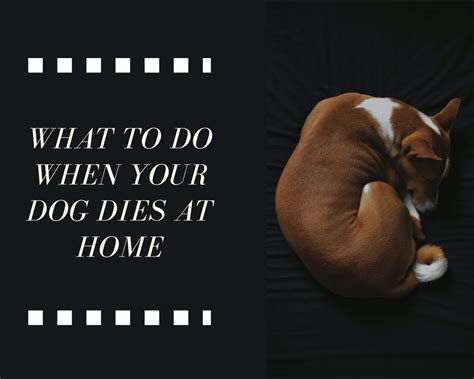 What to do if your pet dies in the middle of the night?