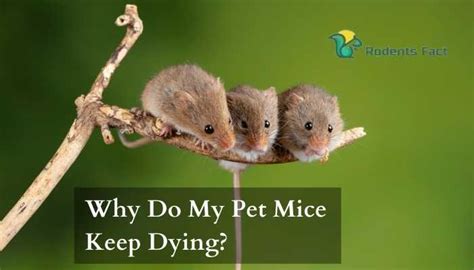 What to do if your pet mouse is dying?