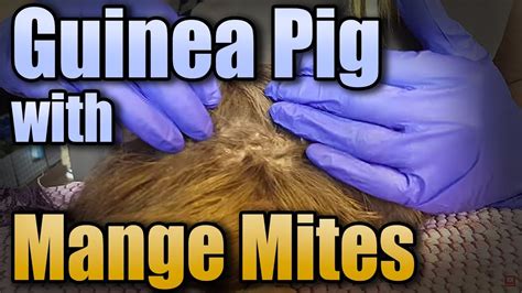 What to do if your pig has mites?