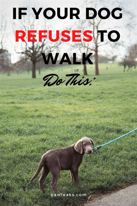What to do if your puppy refuses to walk?
