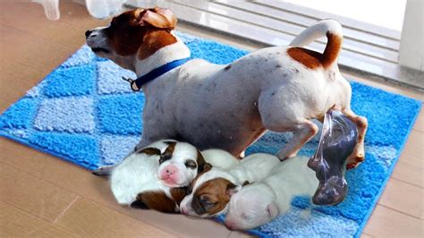 What to do right after puppies are born?