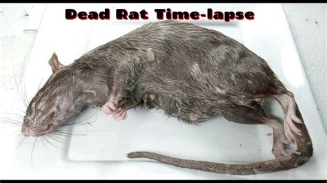 What to do when a rat dies?