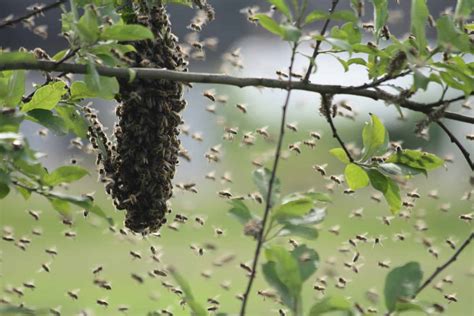 What to do when bees are swarming around your house?