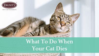 What to do when cat dies?