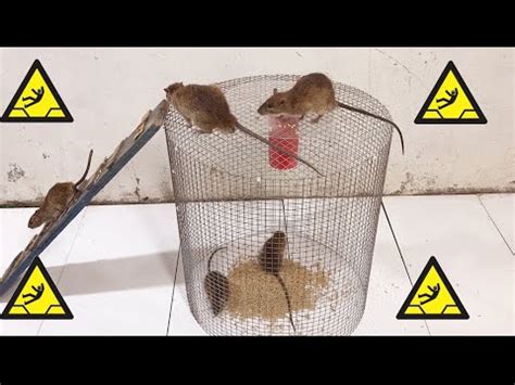 What to do when mice start avoiding traps?