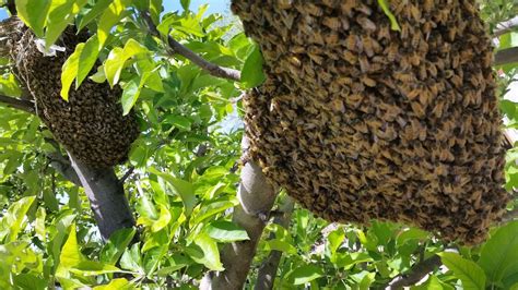 What to do when there are a lot of bees?
