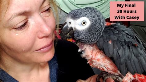 What to do when your parrot dies?