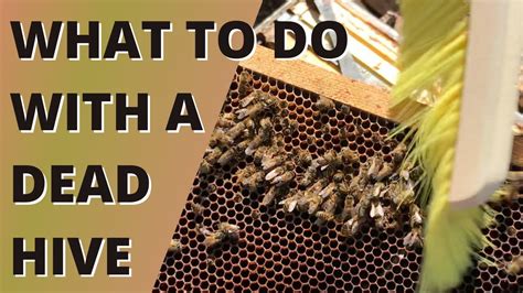 What to do with a dead hive?