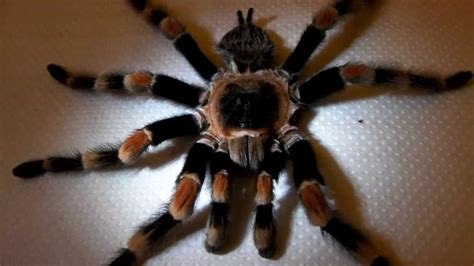 What to do with dead tarantula?