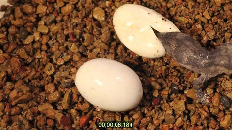 What to do with gecko eggs?