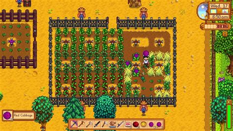What to do with red cabbage stardew?