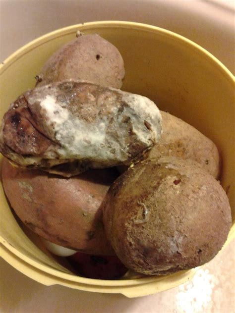 What to do with rotten potatoes?