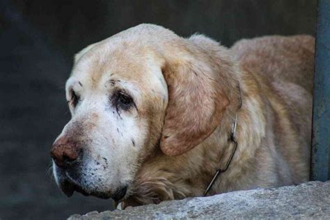 What to expect from a 10 year old Labrador?