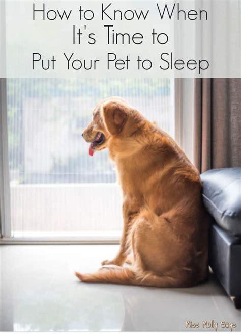 What to expect when putting dog to sleep?