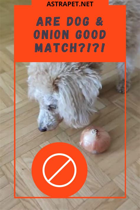 What to give a dog after eating onions?