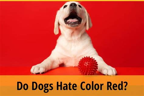 What tone do dogs hate?