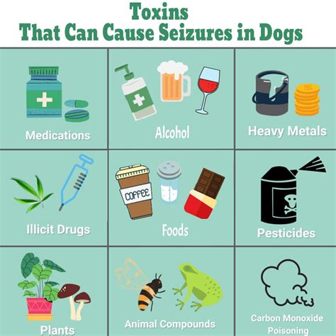 What toxins can cause seizures in dogs?