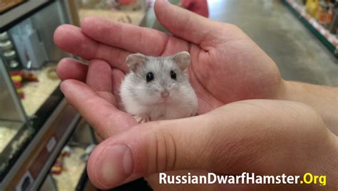 What treats do Russian hamsters like?