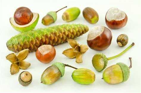 What tree nut looks like an acorn?
