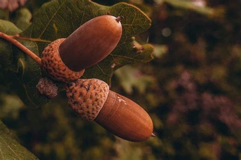 What tree produces the most acorns?