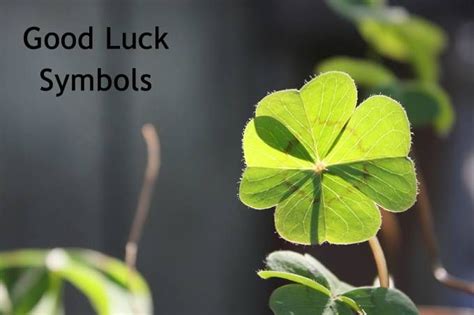 What tree symbolizes luck?