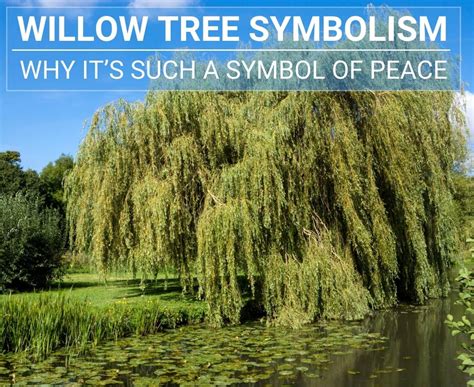 What tree symbolizes peace?