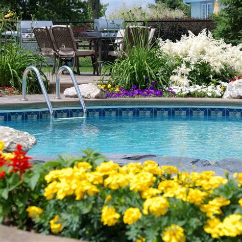 What trees are good for swimming pools?
