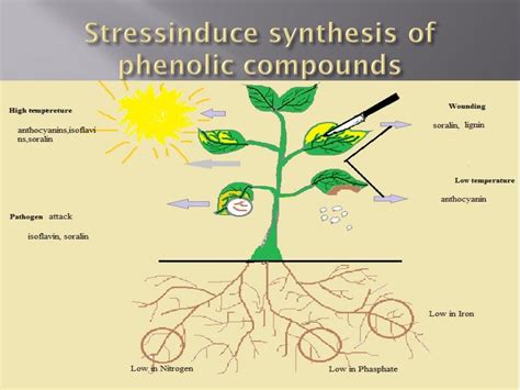 What trees have phenols?