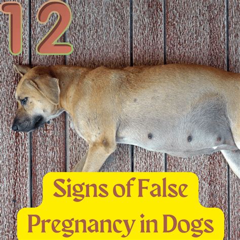 What triggers false pregnancy in dogs?