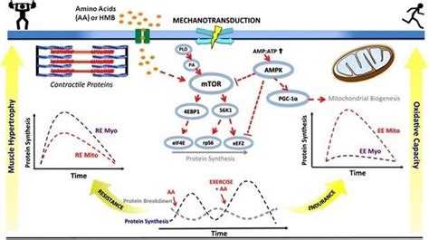 What triggers muscle protein synthesis?