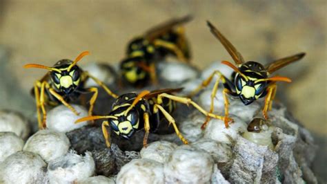 What triggers wasps?