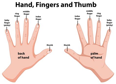 What two fingers are connected?