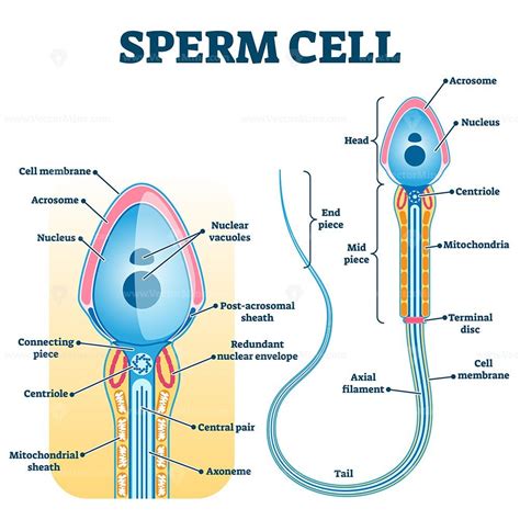 What type of cell is sperm?