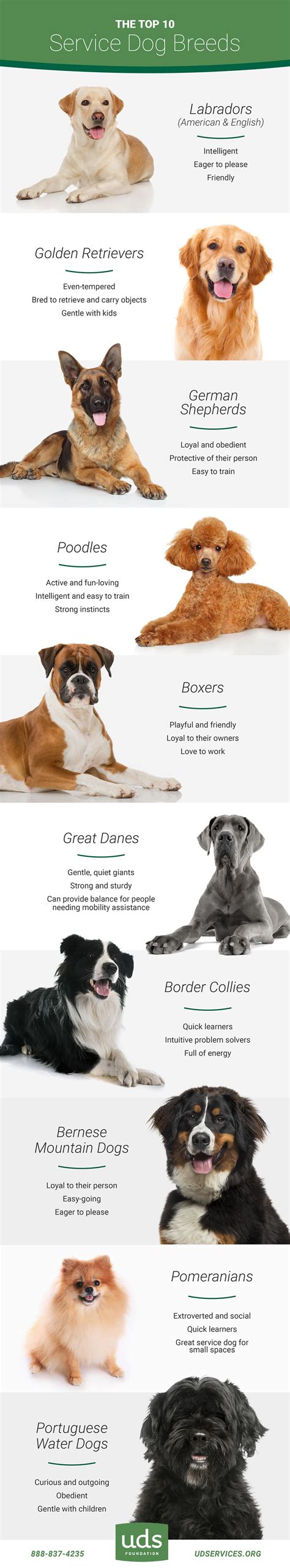 What type of dog is best for anxiety?