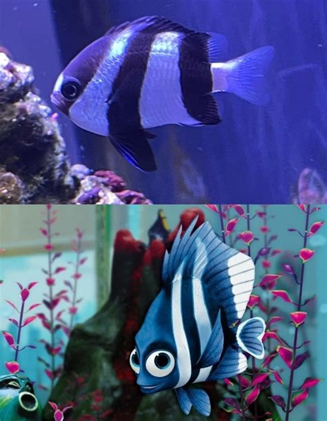 What type of fish is Flo?