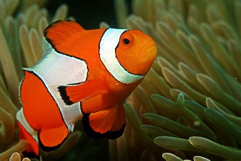 What type of fish is a clownfish?