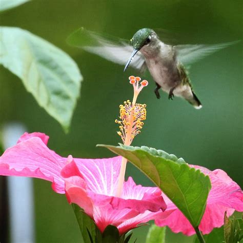 What type of flowers do hummingbirds like best?