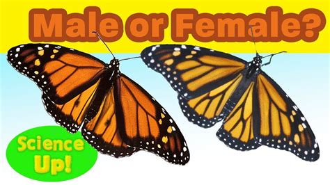 What type of gender is butterfly?