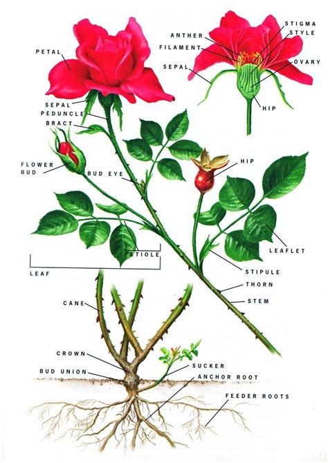 What type of reproduction is rose?