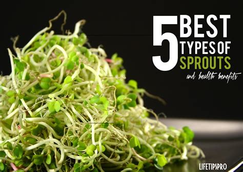 What type of sprouts are the most nutritious?