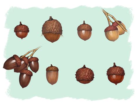 What type of tree is an acorn?