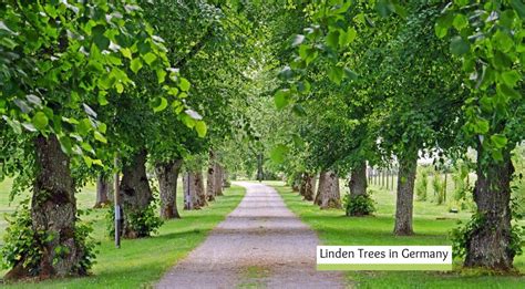 What types of trees are in Germany?