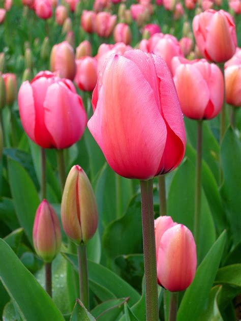 What varieties of tulips are edible?