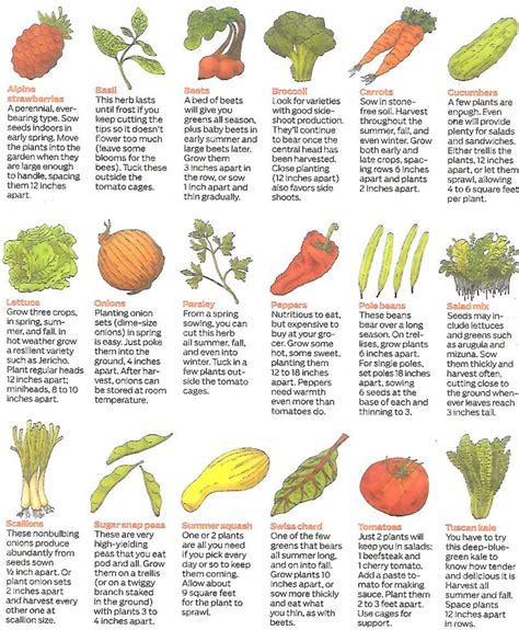 What vegetable takes the longest to grow?